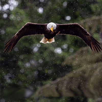 Eagle in the Rain